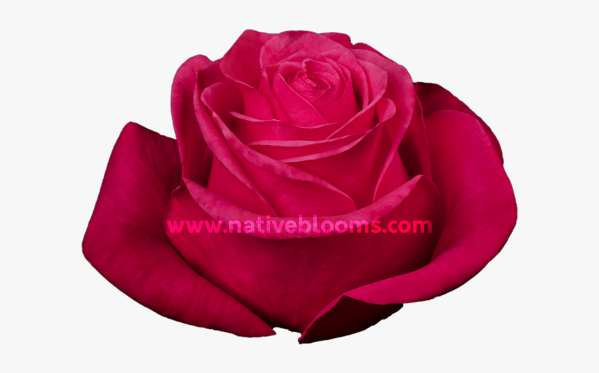Hot Princess Roses - Floribunda, HD Png Download