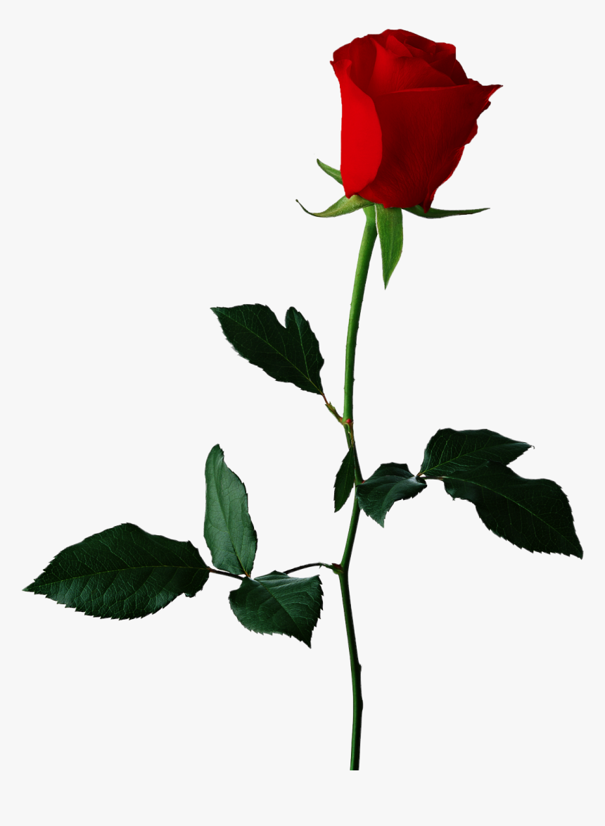 Transparent Background Rose Clipart, HD Png Download