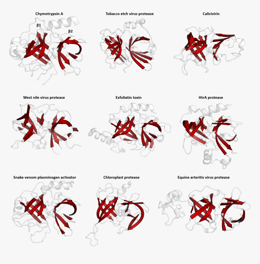 Structural Homology Of The Pa Clan - Protein Superfamily, HD Png Download