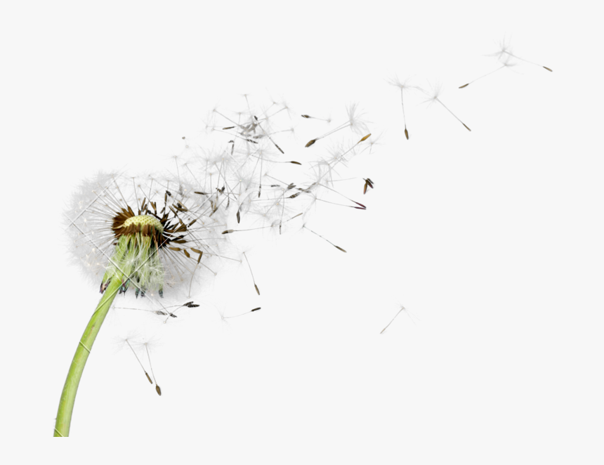 Dandelion Png Picture Transparent Dandelion Flower Png Png Download Transparent Png Image Pngitem