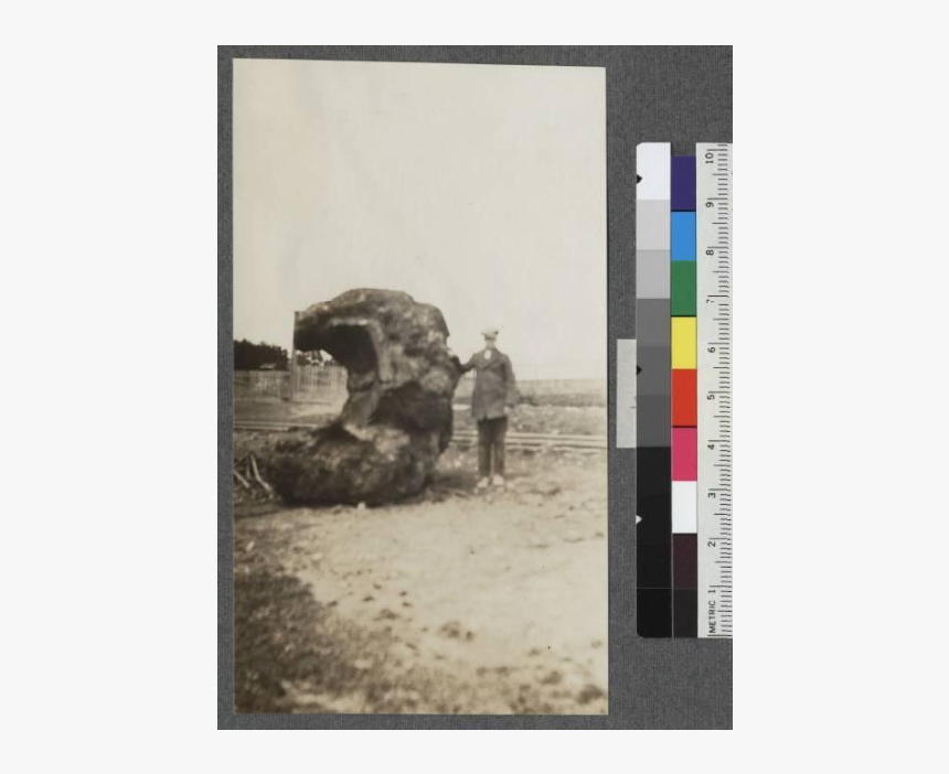 A Large Redwood Burl, Too Large For The Band Saw - Dirt Road, HD Png Download