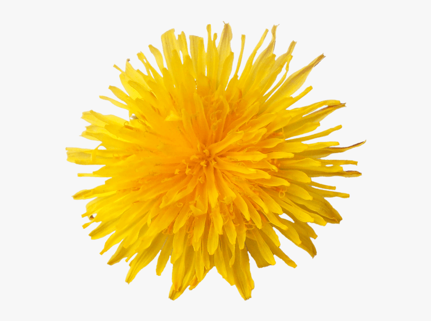 Dandelion Flower - Dandelion Clipart, HD Png Download