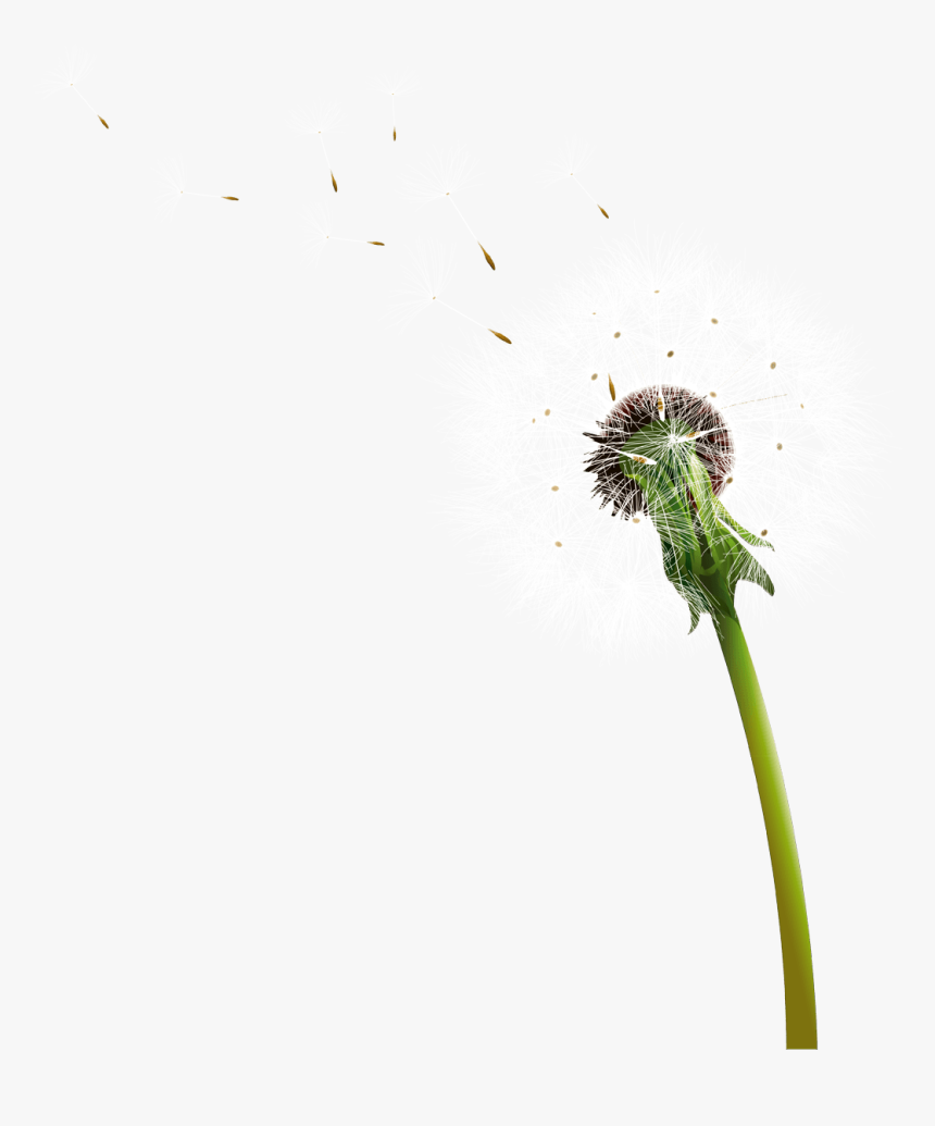 Dandelion Blowing - Diente De León Png, Transparent Png