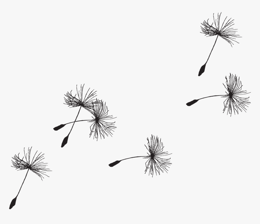 Dandelion Png Picture - Transparent Background Dandelion Seed Png, Png Download