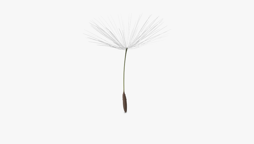 Dandelion Png Picture - Dandelion Seed Transparent Background, Png Download