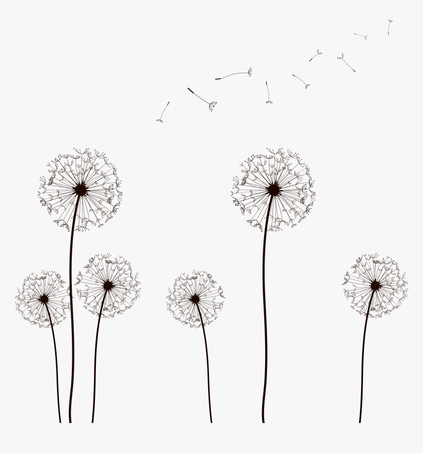 Png Dandelion, Transparent Png