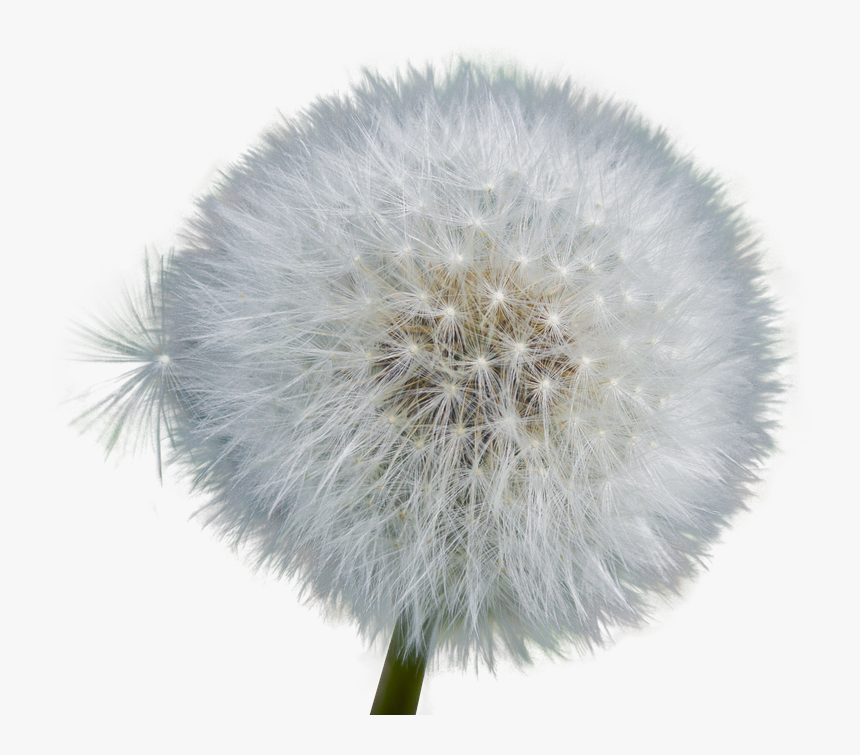 Dandelion, Isolated, Seeds, Close Up, Nature, Flower - Dandelion Photo No Background, HD Png Download