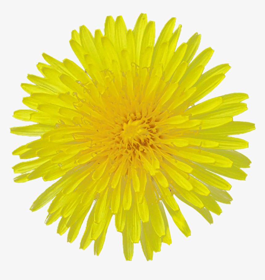 Dandelion Flower Transparent Image Flower - Yellow Dandelion Png Transparent, Png Download