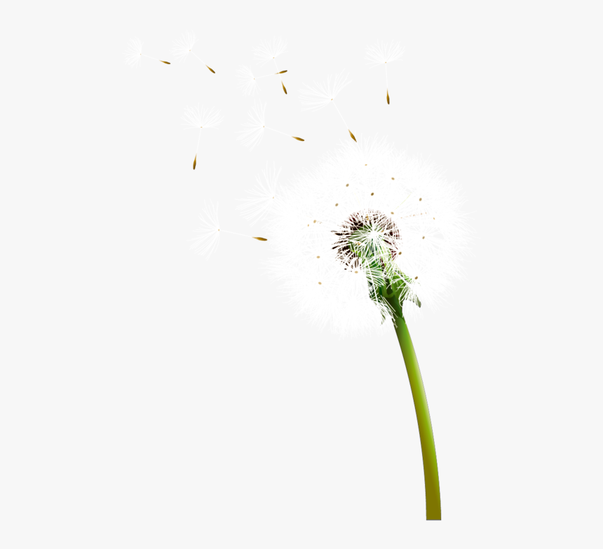 Transparent Dandelion Clipart Png - Семена Одуванчика Пнг, Png Download