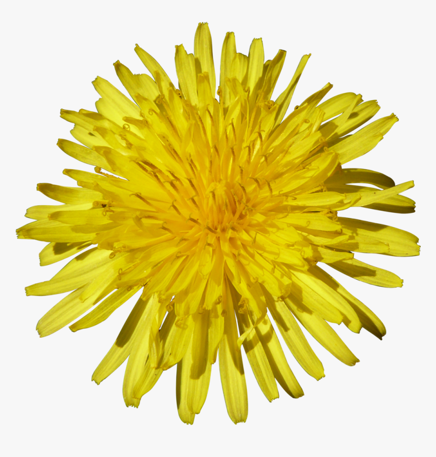 Dandelion Png - Sunflower Panagbenga Festival Flowers, Transparent Png