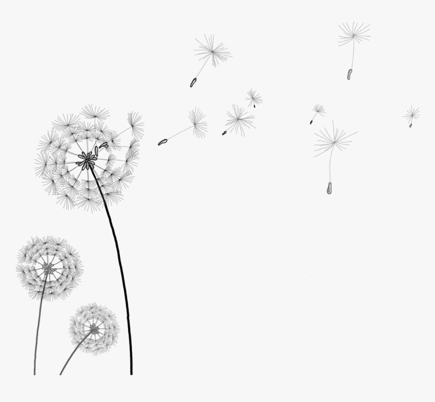 Awesome Transparentbackground Images - Transparent Background Dandelion Clipart Png, Png Download
