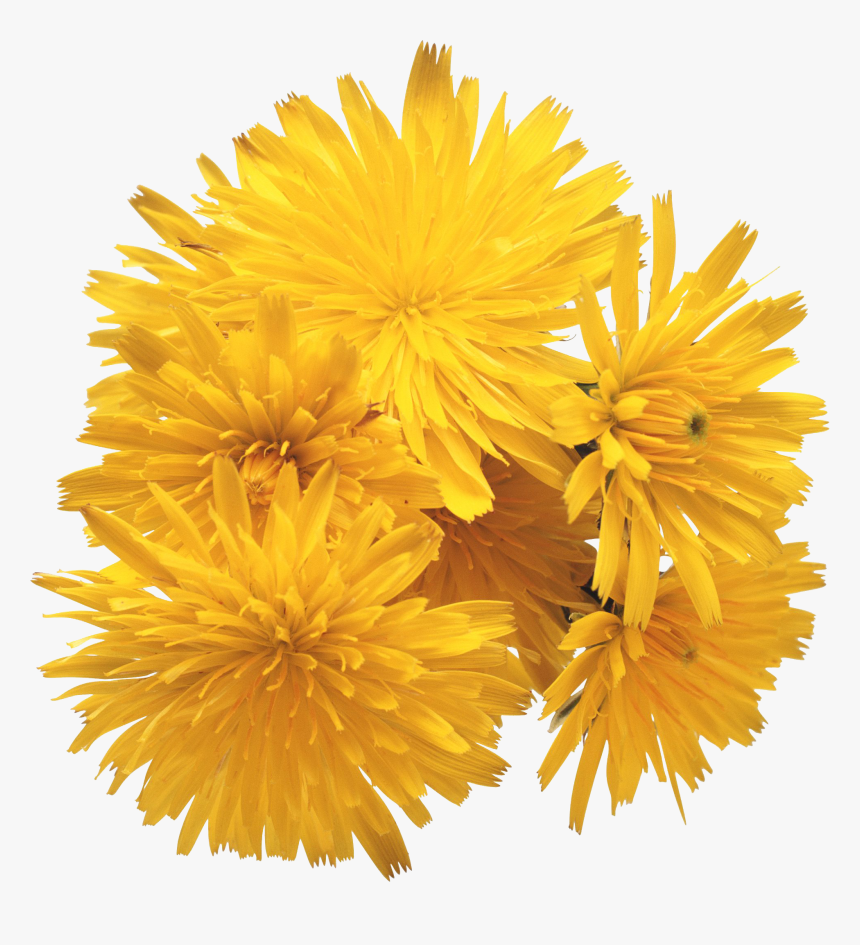 Dandelion Png Free Download - Ray Conniff Love Songs, Transparent Png