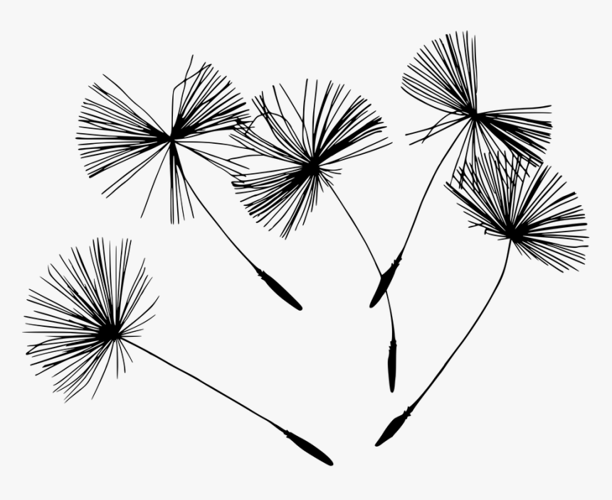 Dandelion, Blowball, Flowers, Nature, Plant, Blossom - Holistic Health Clip Art Black And White, HD Png Download