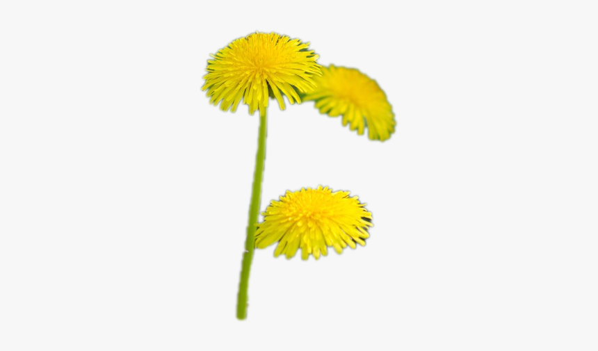 Dandelion, HD Png Download