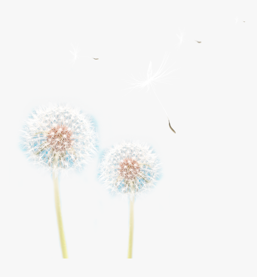 Dandelion Png Pic - 图片, Transparent Png