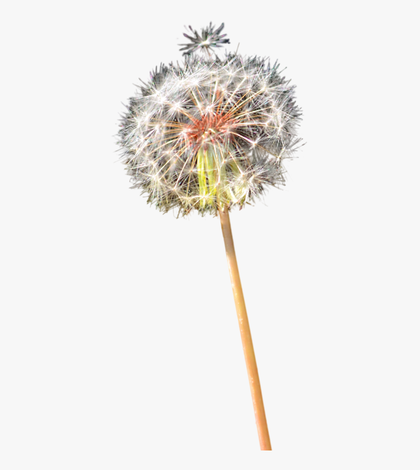 Dandelion Clipart Colorful Transparent, HD Png Download