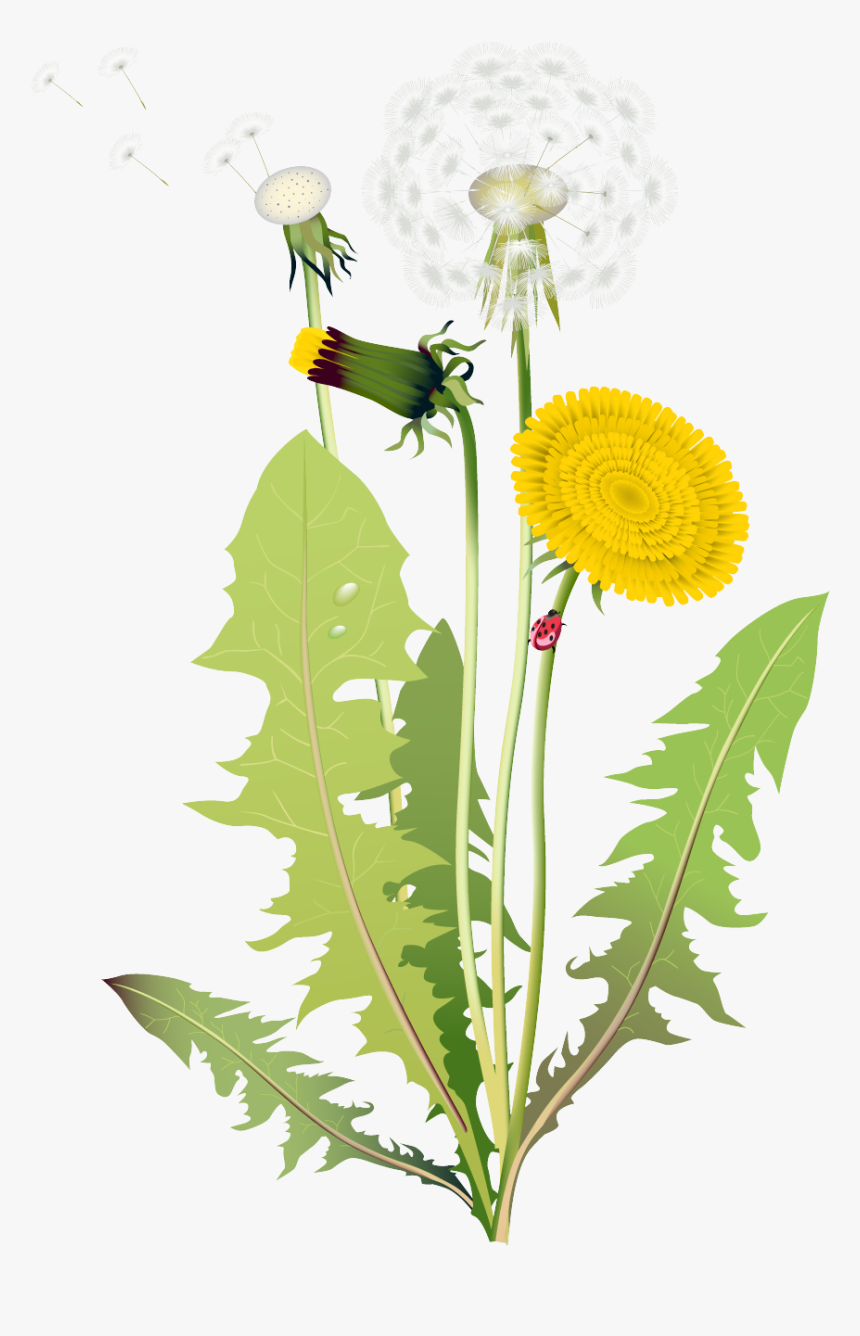 Dandelion Clipart - Four Kinds Of Flowers, HD Png Download