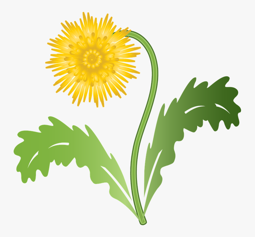 Graphic, Dandelion, Flower, Weed, Plant, Summer, Meadow - Dandelion Graphic, HD Png Download