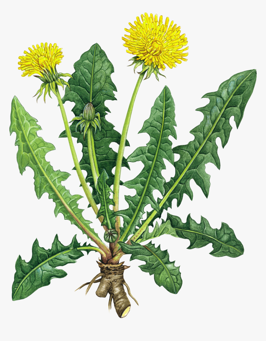Transparent Dandelion Clipart Black And White - Dandelion Root Benefits, HD Png Download