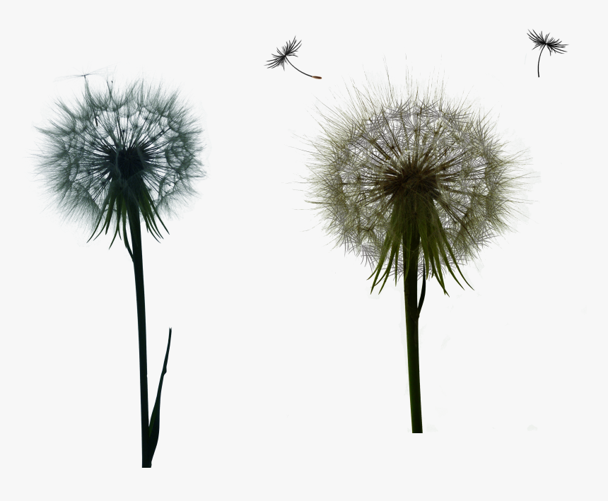 Dandelion , Png Download - Dandelion, Transparent Png