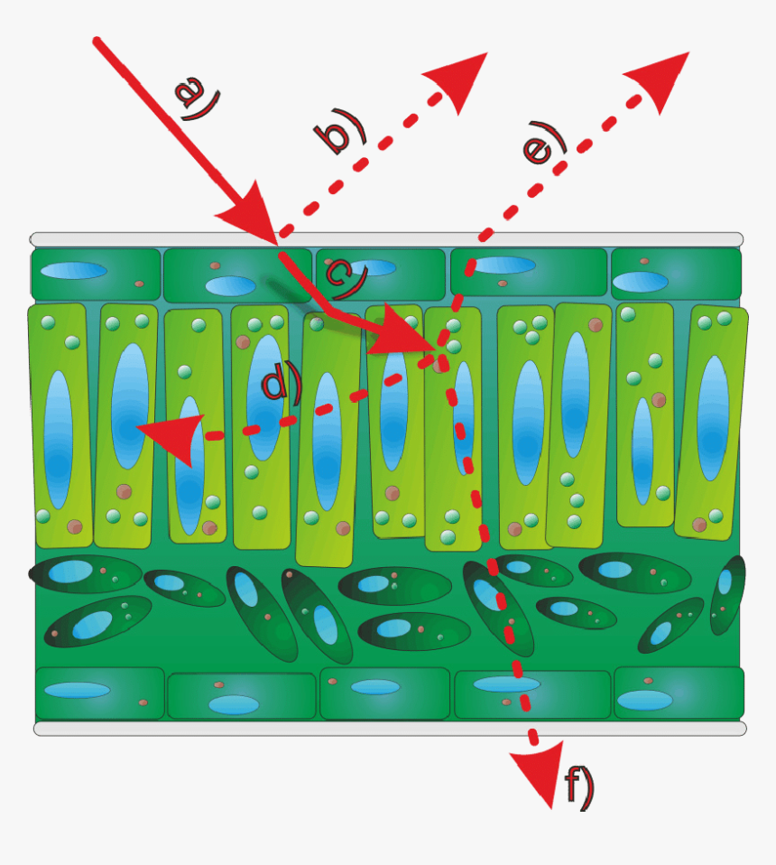 Interactions Between A Light Beam And A Leaf Surface, HD Png Download