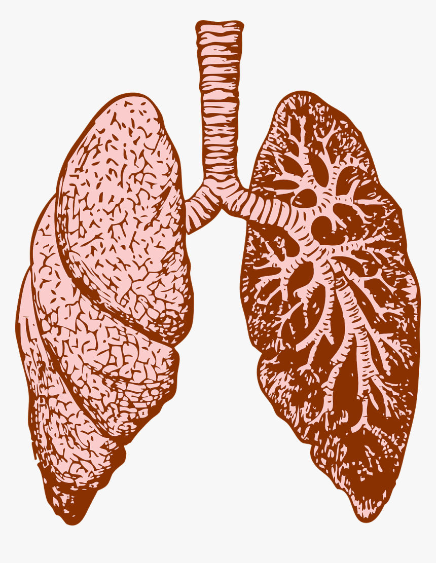 Lungs-37824 128034 - Fractales En El Cuerpo Humano, HD Png Download