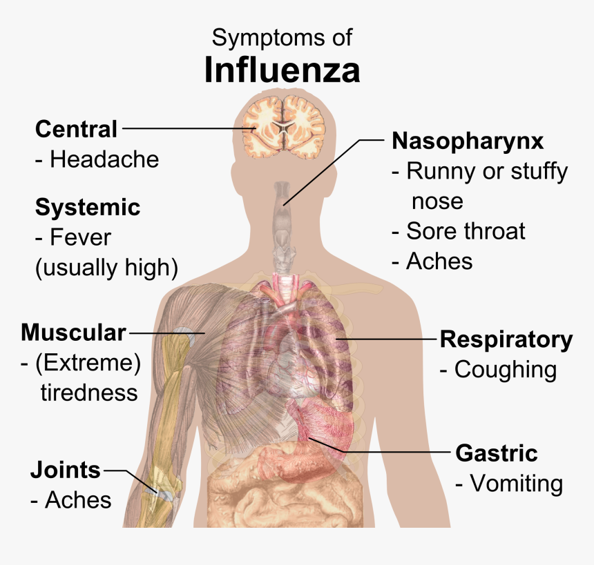 Symptoms Of Influenza, HD Png Download