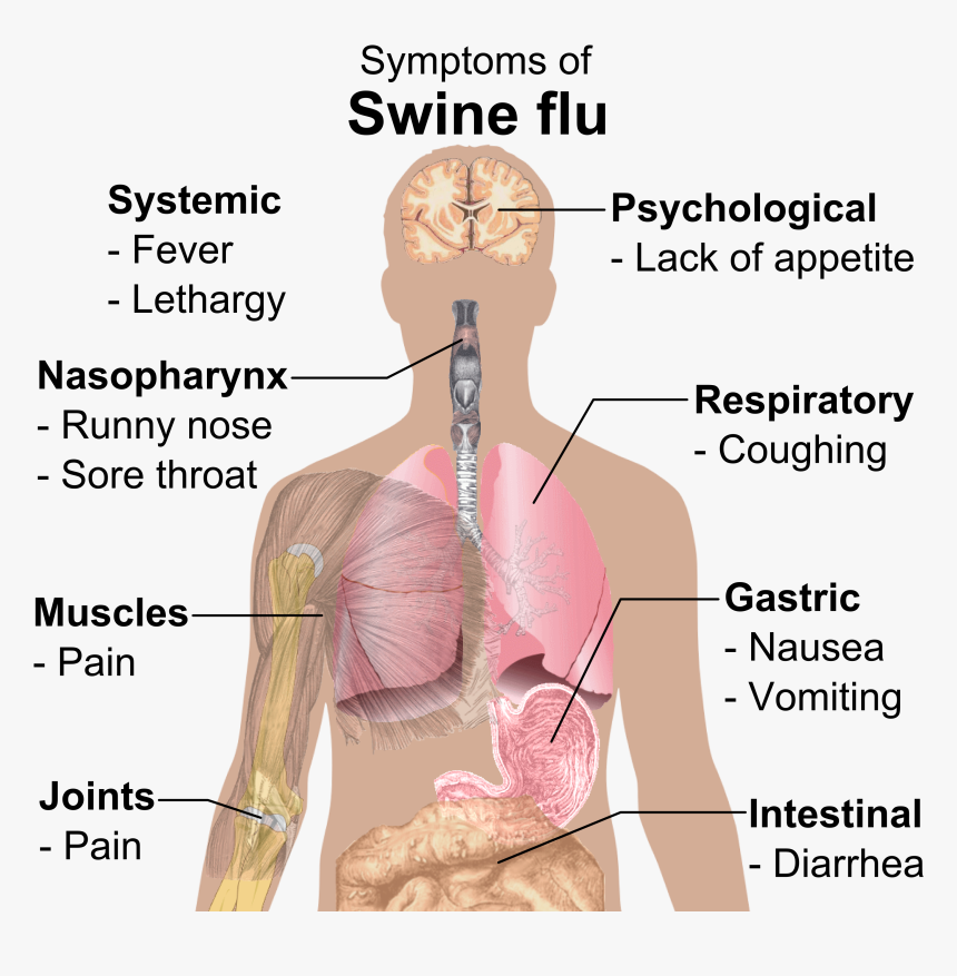 Symptoms Of Swine Flu - Swine Flu Symptoms, HD Png Download