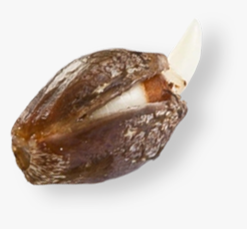 Date Palm, HD Png Download