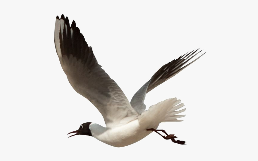 Ocean Birds Transparent Png - Giant's Causeway Flora And Fauna, Png Download