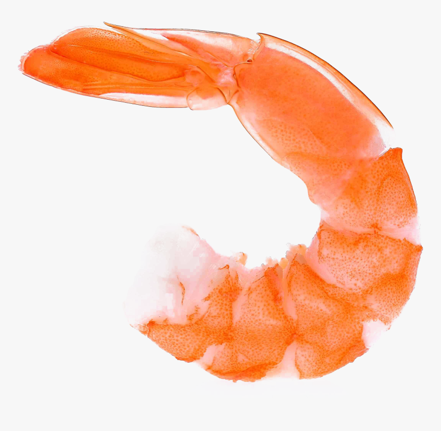 Shrimp Png, Transparent Png , Transparent Png Image - PNGitem