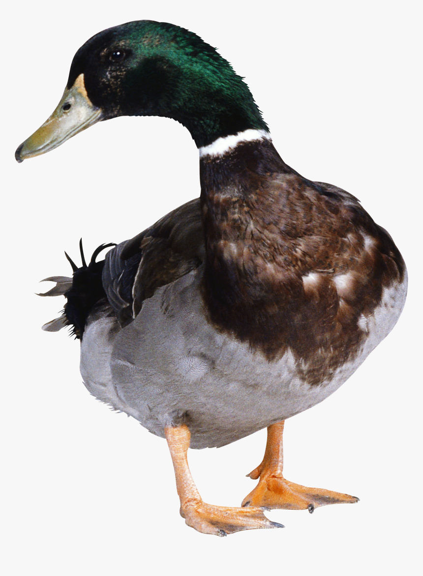 Green Duck - Duck Png, Transparent Png
