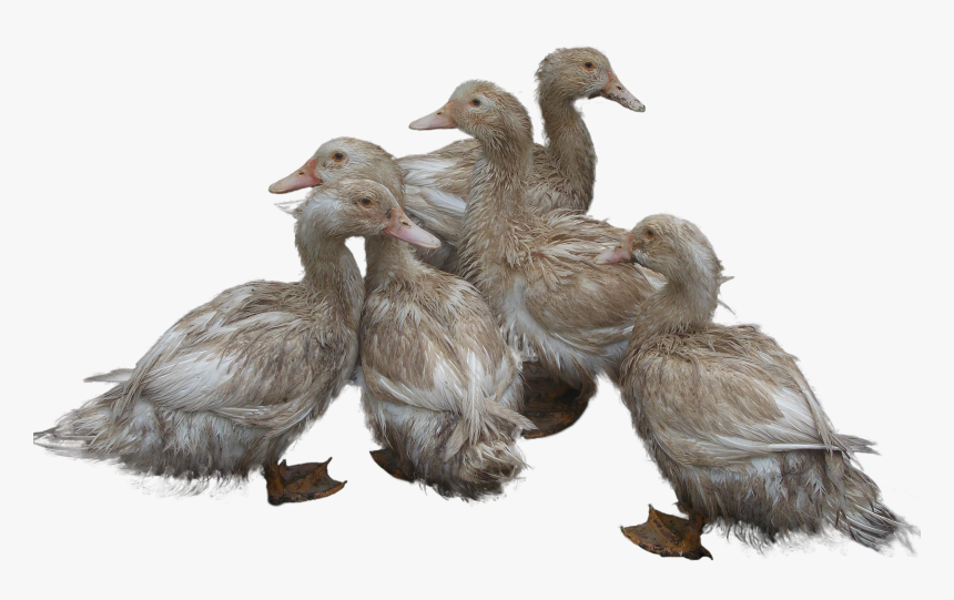 Ducks Png Image - Duck And Ducklings Png, Transparent Png