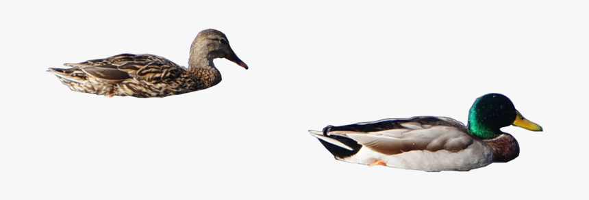 Ducks Png 3 » Png Image - Mallard Ducks Png, Transparent Png