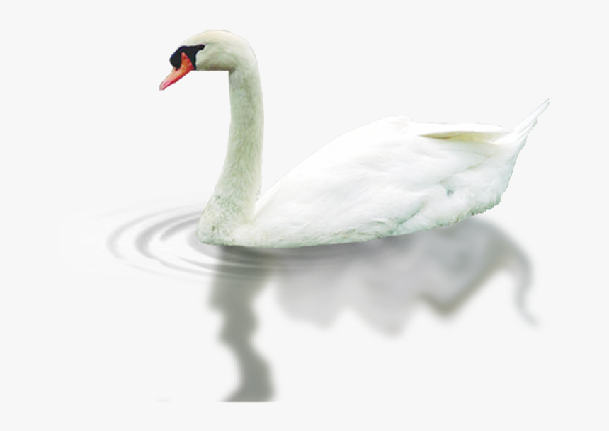 Swan, HD Png Download