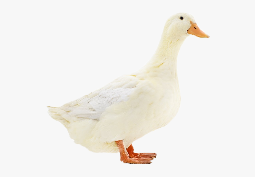 Duck Png Transparent Image - Duck, Png Download