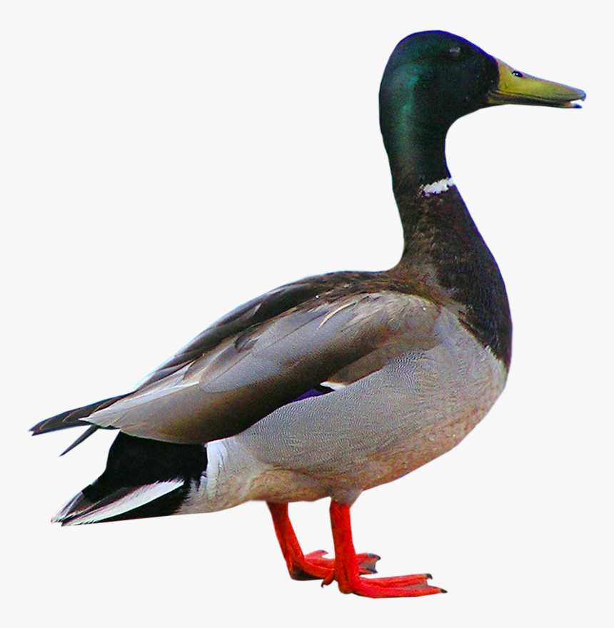 Ördek Resmi Png, Transparent Png