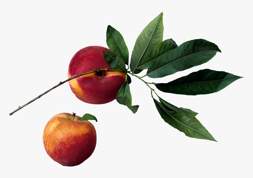 Peach In Tree Png, Transparent Png