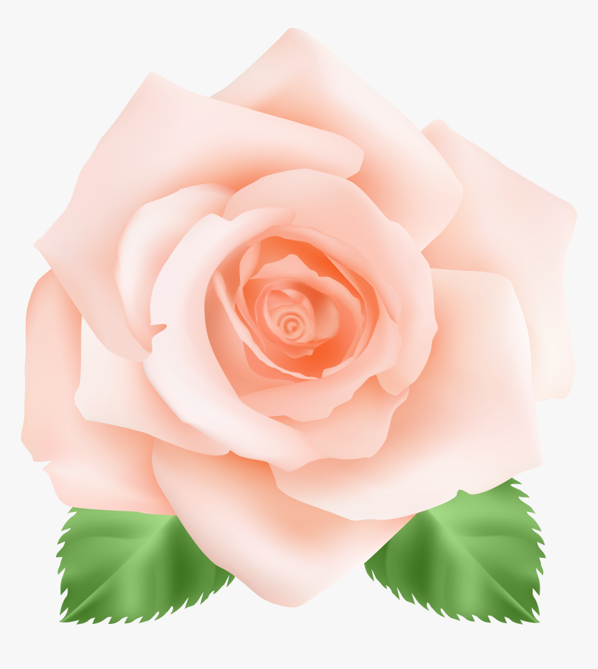 Peach Png, Transparent Png
