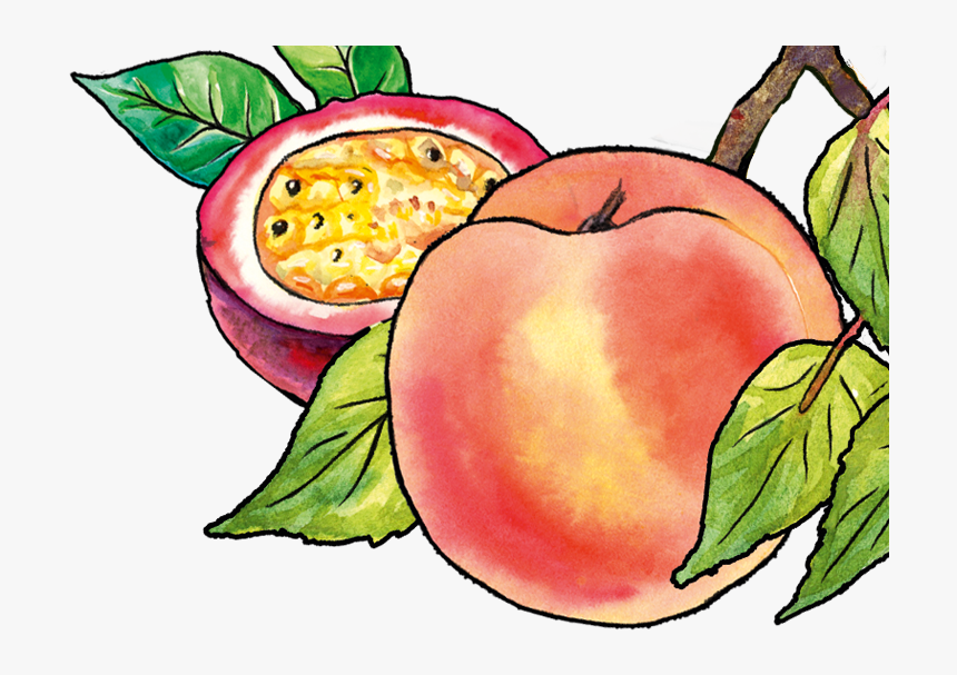 Mcintosh, HD Png Download