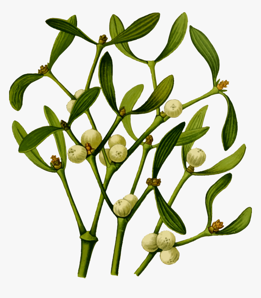 Plant,flora,commodity - Mistletoe .png, Transparent Png