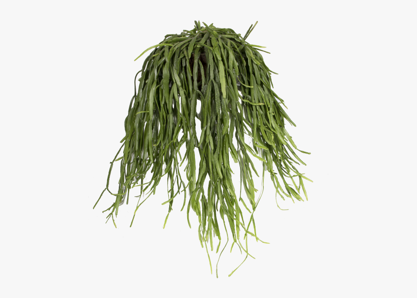 Mistletoe Cactus - Grass, HD Png Download