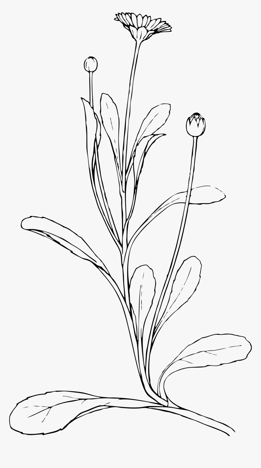 Field Daisy Clip Arts - Diagram Of A Daisy Plant, HD Png Download