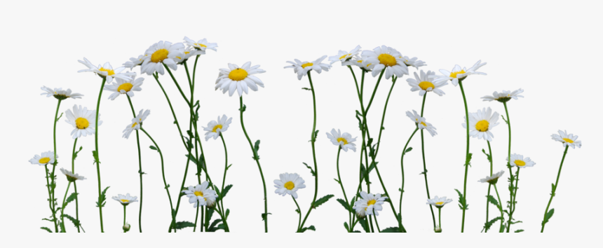 Download Daisy Png Image - Daisy Png, Transparent Png