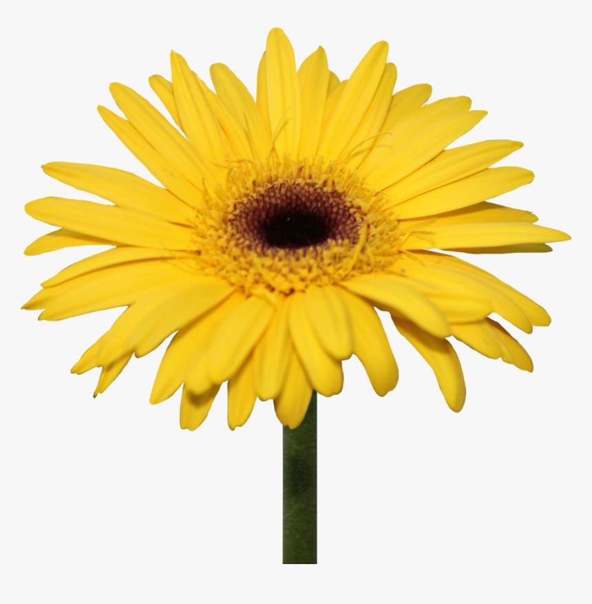 Download Daisy Png Pic, Transparent Png