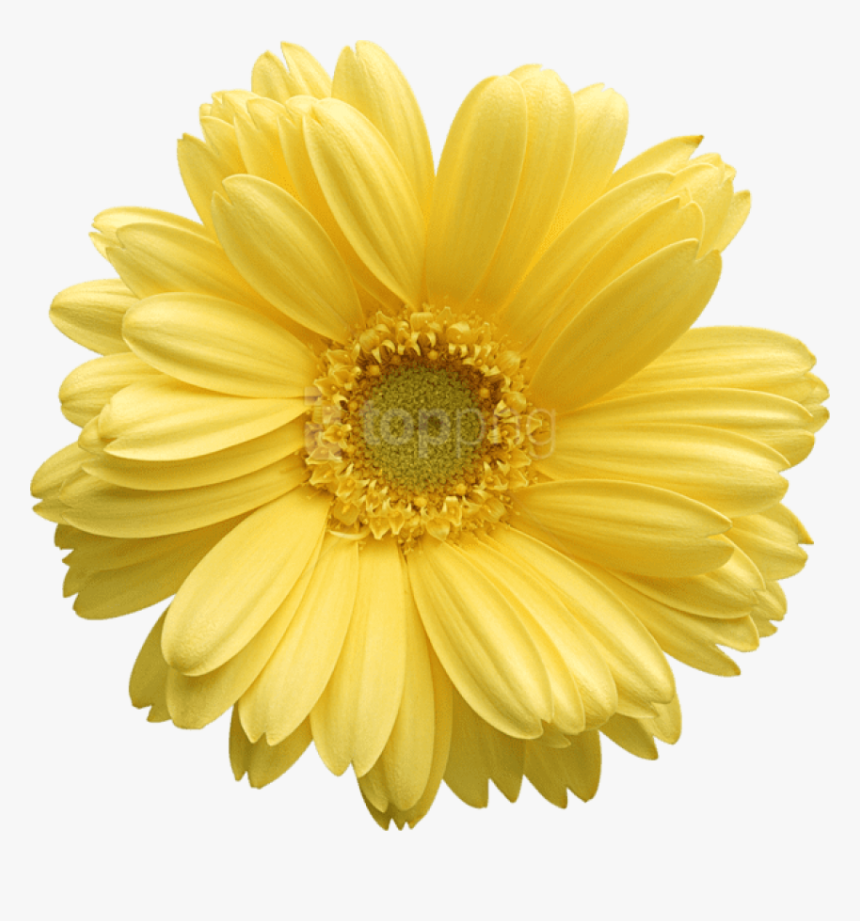Free Daisy Public Domain Flower Images And Clipart - Yellow Daisy Flower Png, Transparent Png