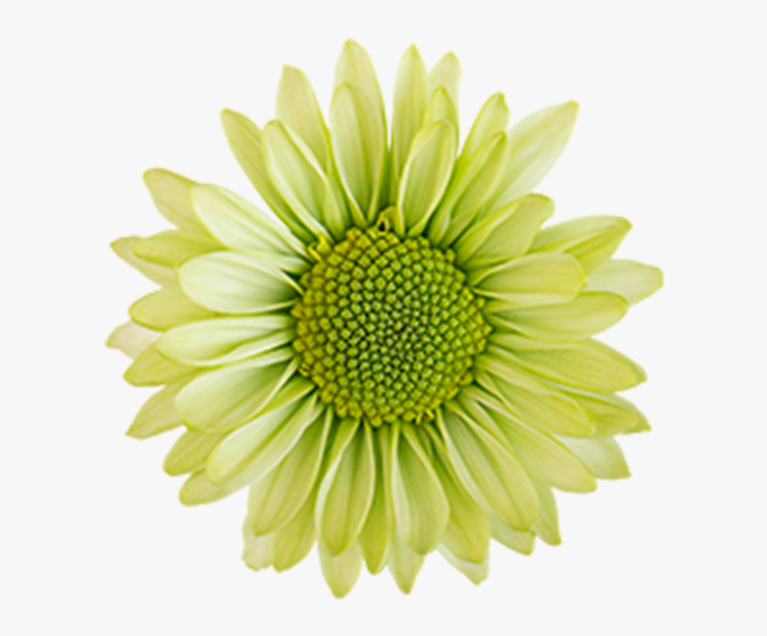Click To Enlarge Image Green Daisy Ural - Daisy Flowers Green Clipart, HD Png Download
