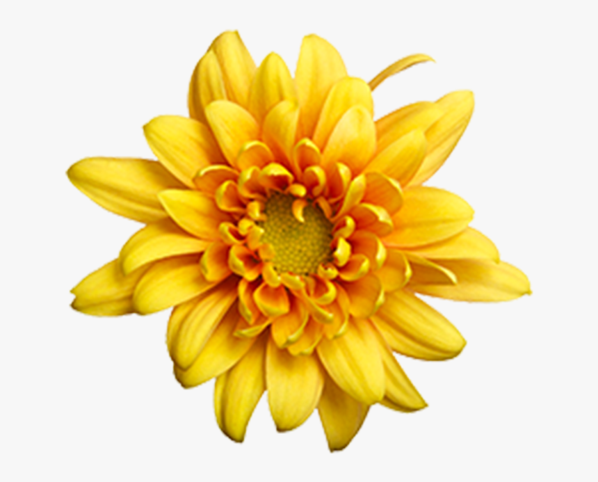 Yellow Daisy Png - Flowers In Season In October In Sc, Transparent Png