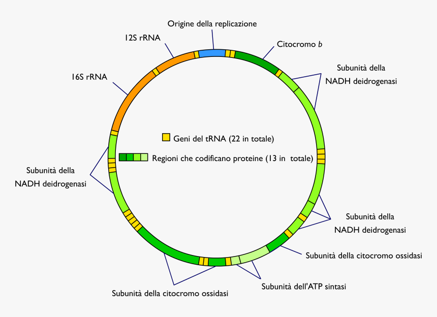 Mitochondrial Dna It - Map Of Mitochondrial Dna, HD Png Download