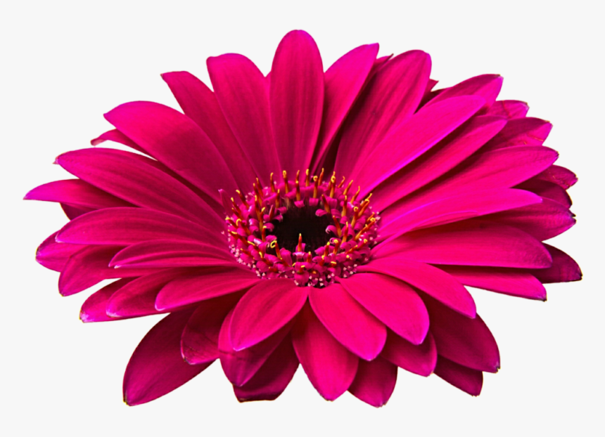 Pink Gerbera Clip Art - Flowers Png Image Hd, Transparent Png